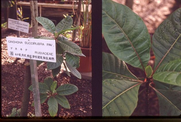 cinchona succirubra - chinínovník